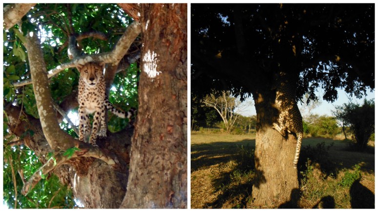 3 Conservation1